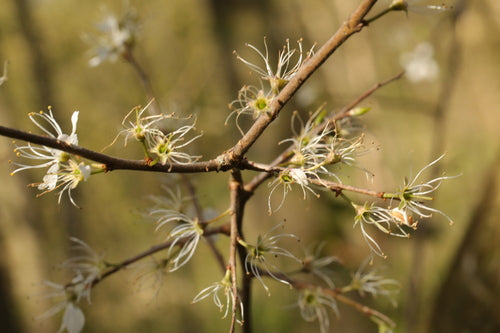 prunelles — Bild 2