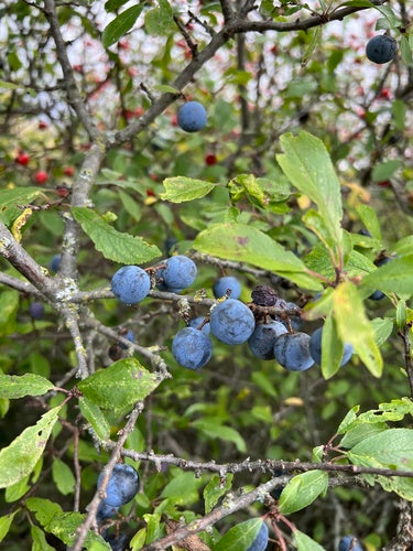 prunelles — Bild 3