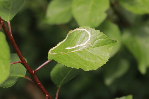 prunelles — Bild 1