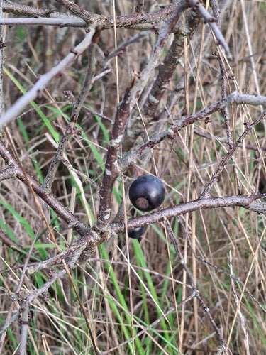 prunelles — Bild 4