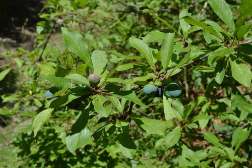prunelles — Bild 4
