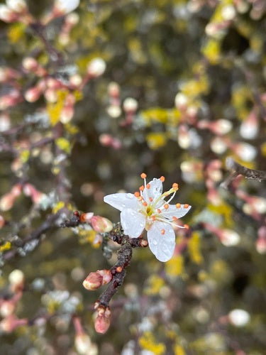 prunelles — Bild 2