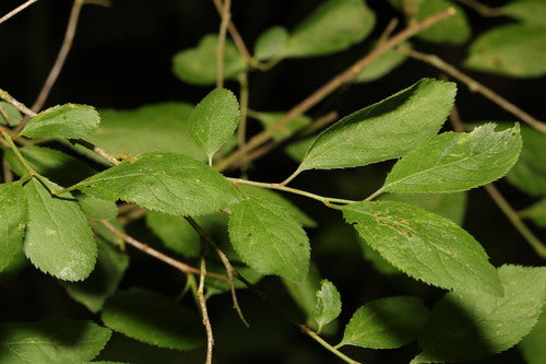 prunelles — Bild 3