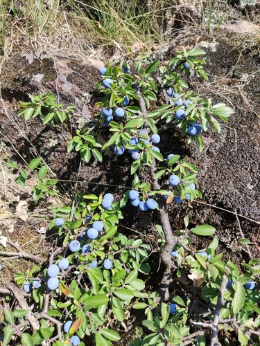 prunelles — Bild 5