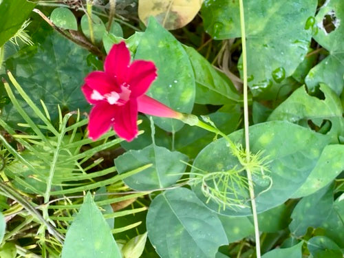 Gloire du matin à feuilles fendues — Bild 3