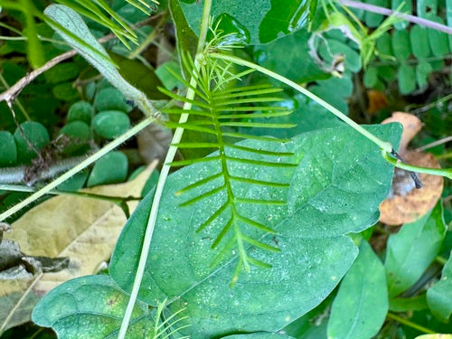 Gloire du matin à feuilles fendues — Bild 2