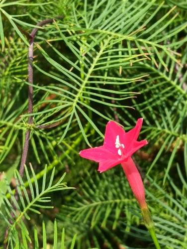 Gloire du matin à feuilles fendues — Bild 5