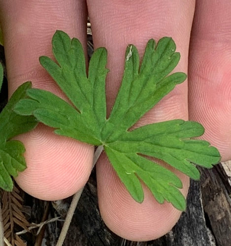 Géranium sanguin à feuilles fendues — photo 2 sur 9