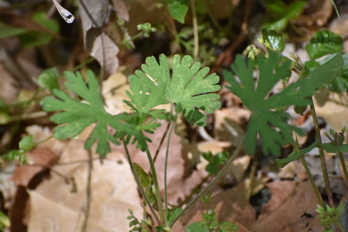 Géranium sanguin à feuilles fendues — photo 5 sur 9