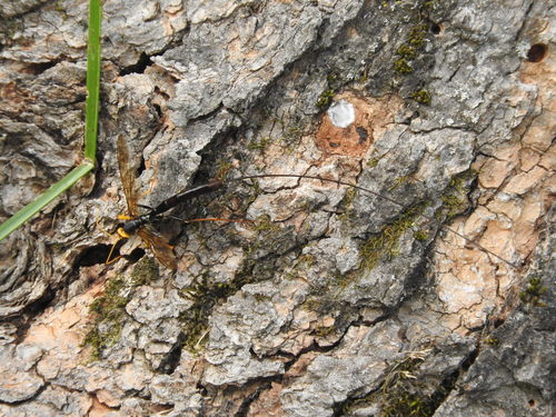 Schlupfwespen - Bild 4