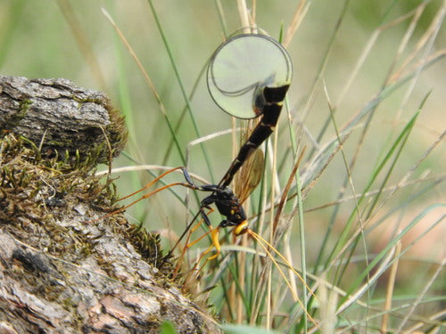 Guêpes parasites — Bild 5