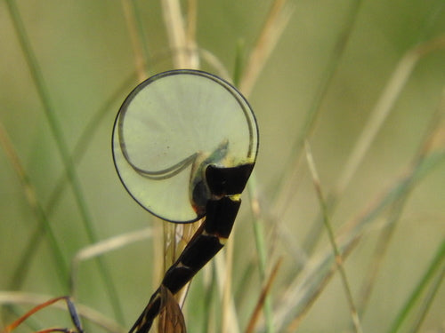 Schlupfwespen - Bild 8