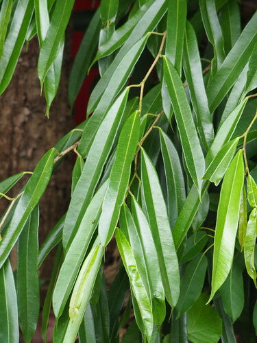 Figue à feuilles étroites — Bild 3