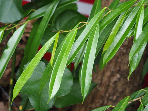 Figue à feuilles étroites — Bild 2