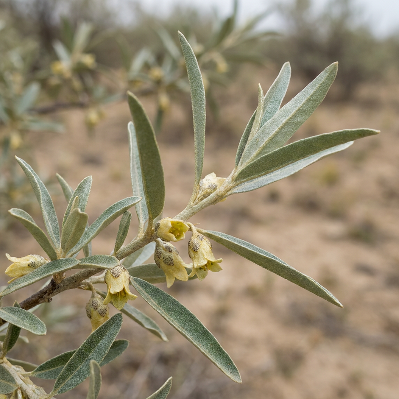 Saule olive à feuilles étroites