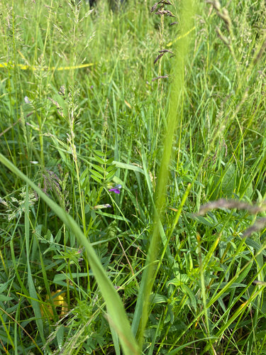 Vesce à feuilles étroites — Bild 2