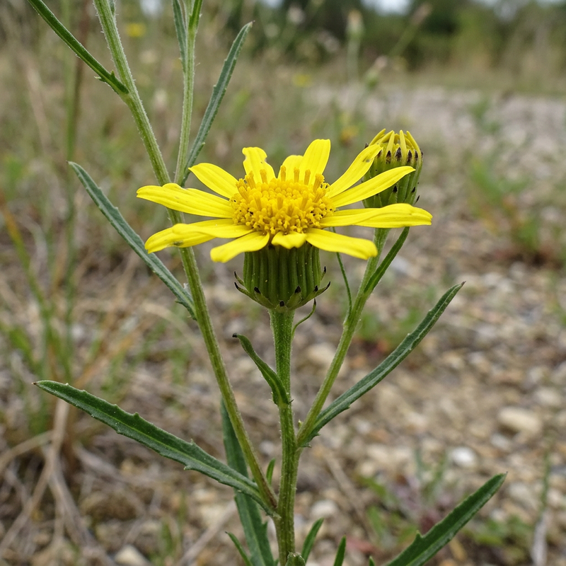 Séneçon à feuilles étroites (Senecio inaequidens), illustration IA