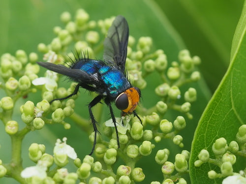 Bouteilles bleues — Bild 2
