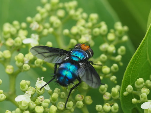 Bouteilles bleues — Bild 1