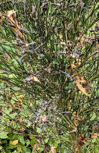 Papillon bleutler — Bild 2