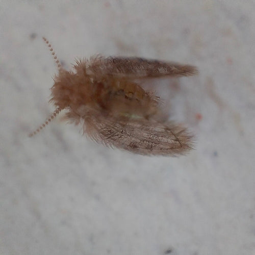 moustique papillon — Bild 3