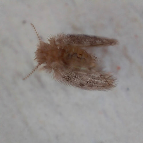 moustique papillon — Bild 4
