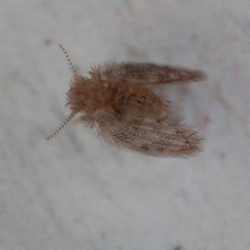 moustique papillon — Bild 5