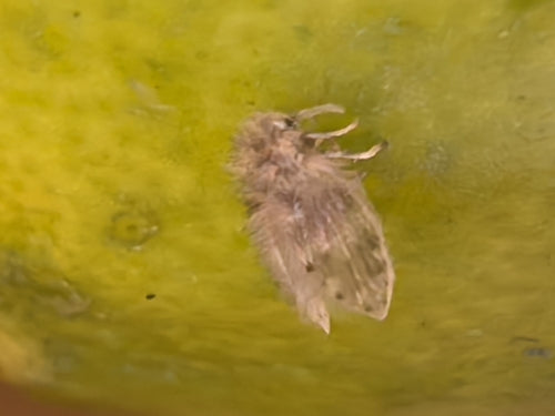 moustique papillon — Bild 5