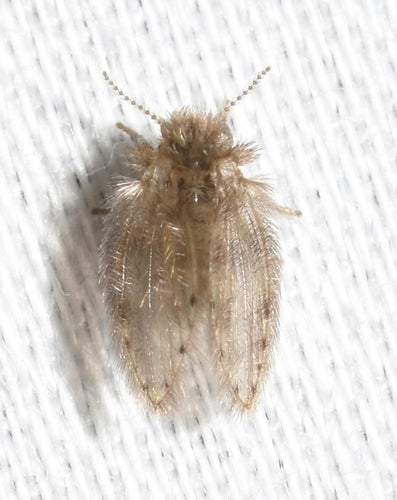 moustique papillon — Bild 1