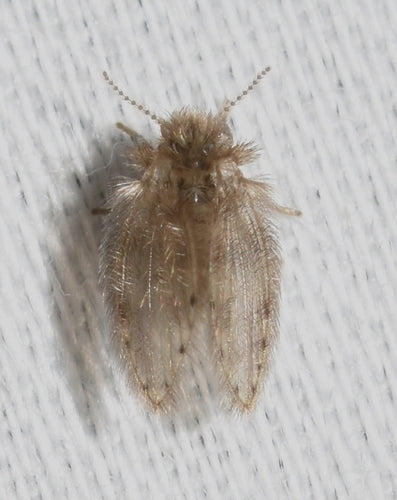 moustique papillon — Bild 2
