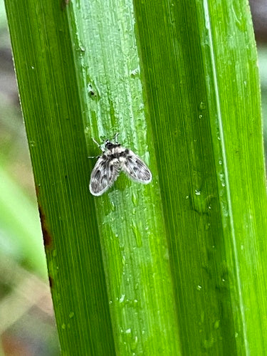Moustiques papillons — Bild 5