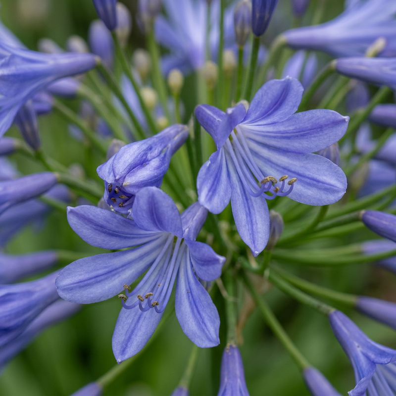 Lys africain (Agapanthus), illustration IA