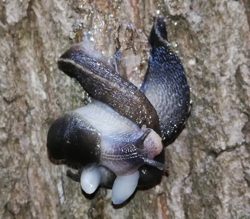 escargots — Bild 3