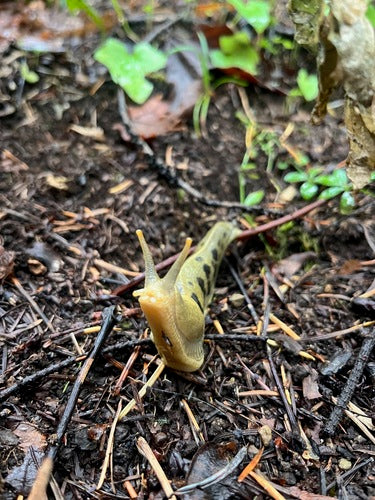 escargots — photo 5 sur 52