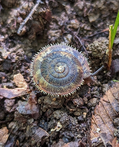 escargots — photo 4 sur 52