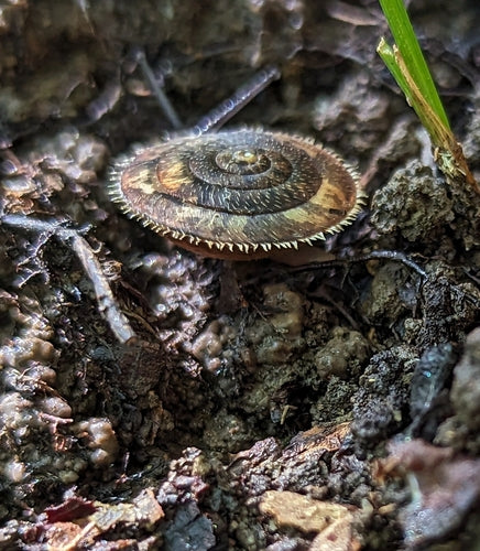 escargots — photo 3 sur 52