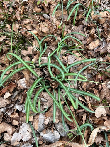 Perce-neige — Bild 4