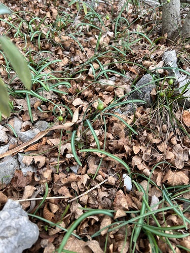 Perce-neige — Bild 3