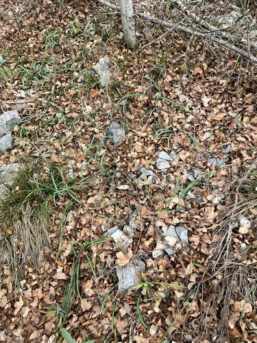 Perce-neige — Bild 2
