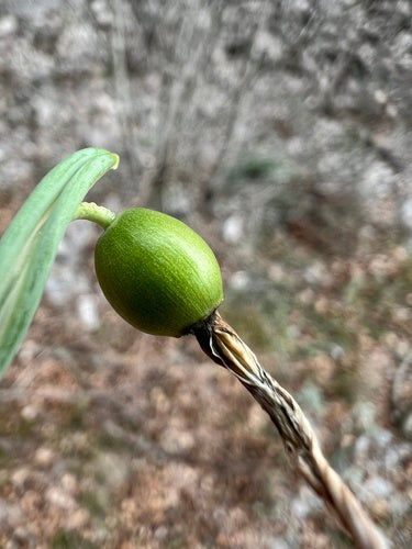 Perce-neige — Bild 1