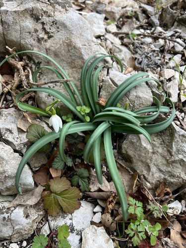Perce-neige — Bild 5