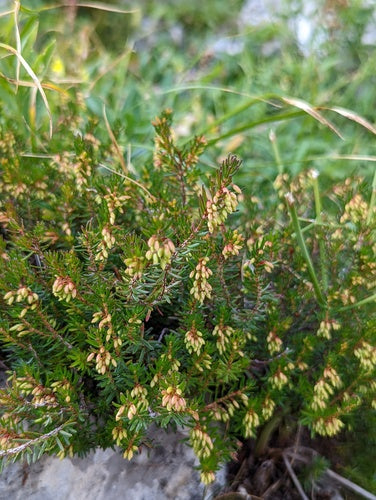 Bruyère enneigée — Bild 3