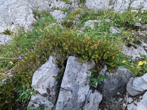 Bruyère enneigée — Bild 2