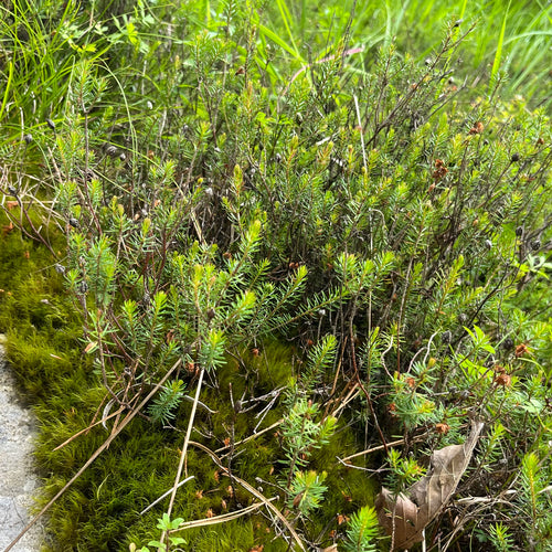 Bruyère enneigée — photo 3 sur 9