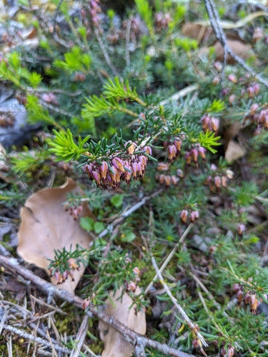 Bruyère enneigée — Bild 5