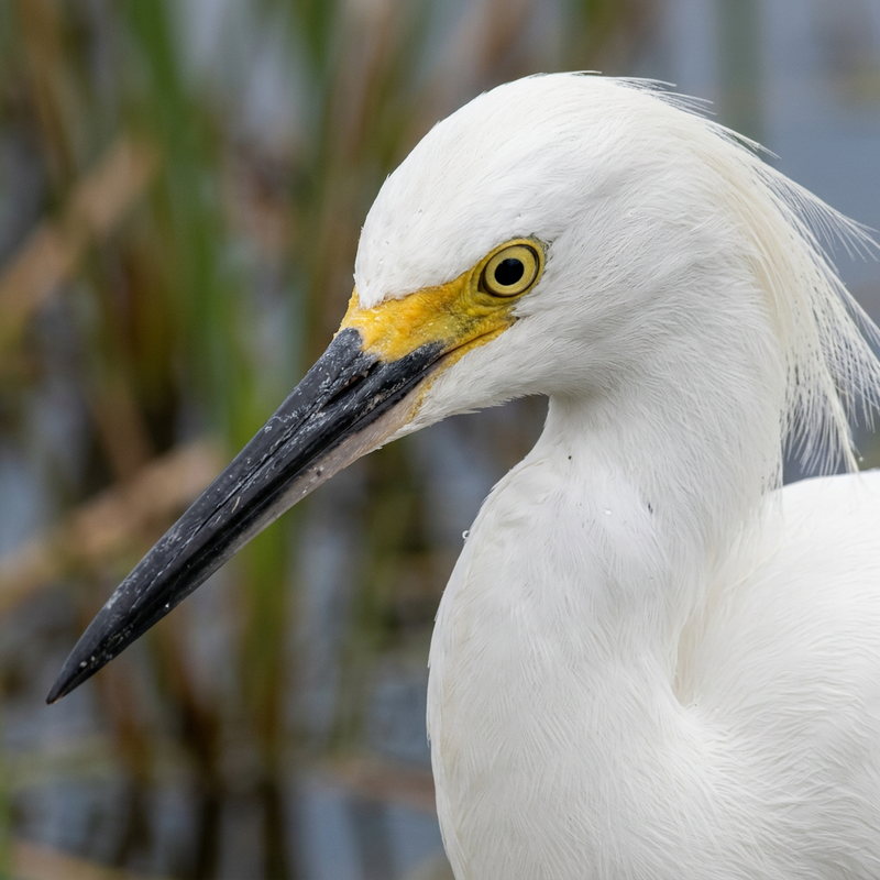 Aigrette neigeuse (Egretta thula), illustration IA