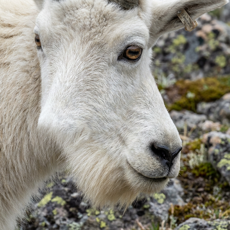 chèvre de montagne