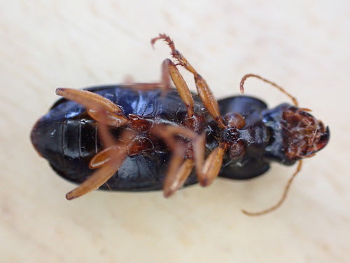 Coléoptères rapides — Bild 5
