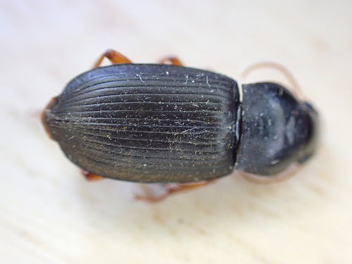Coléoptères rapides — Bild 4
