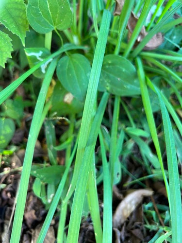 ciboulette et ail — Bild 5